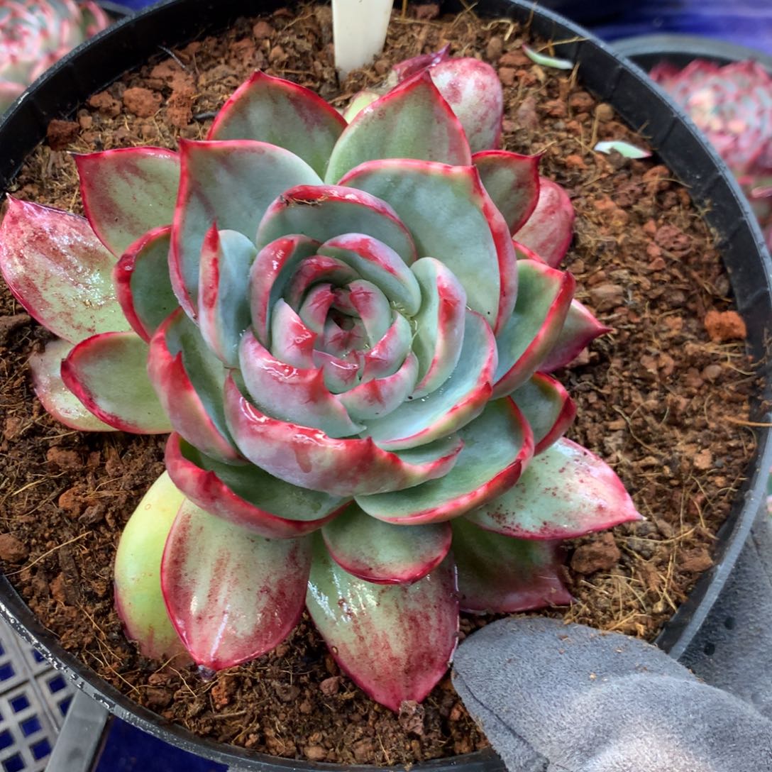 喻*522多肉植物惊鸿12厘米