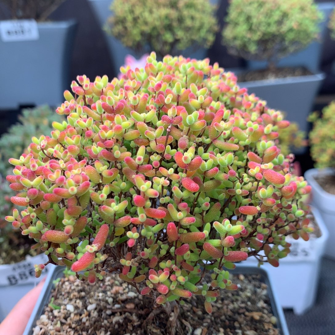883蜜橘糖球。           