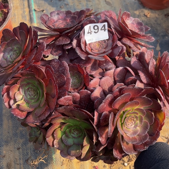 黑萝莉多肉植物494