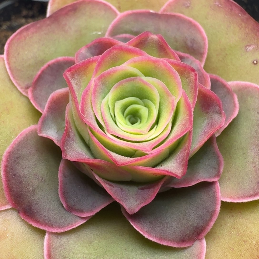 楹楹-362-冠幅 3CM