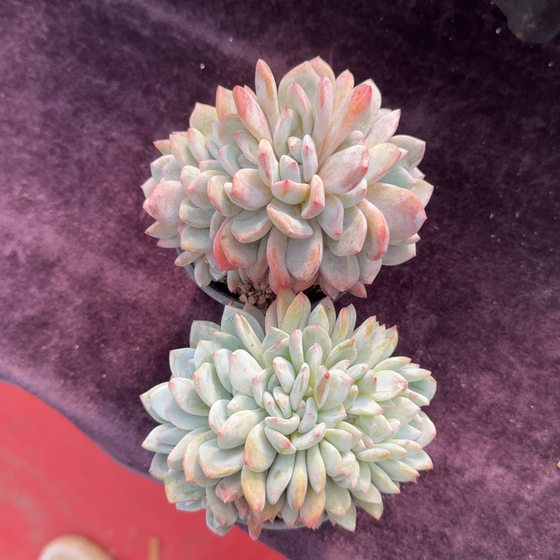 2颗一起一物一拍的