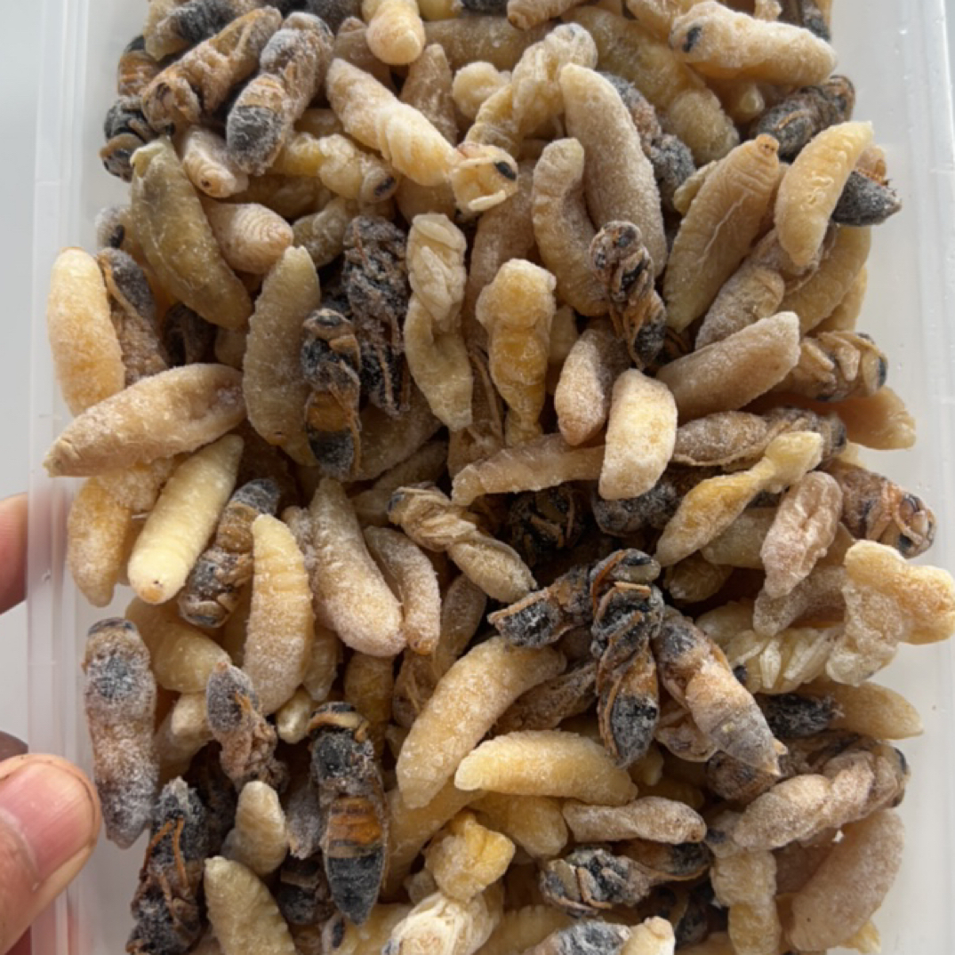 黑尾虎头蜂1234级蜂蛹新鲜都是去掉内脏的速冻蜂蛹今年新货地蜂