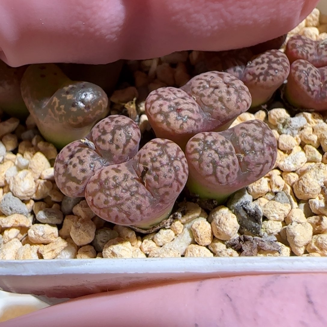 肉锥多肉植物百科-勋章406