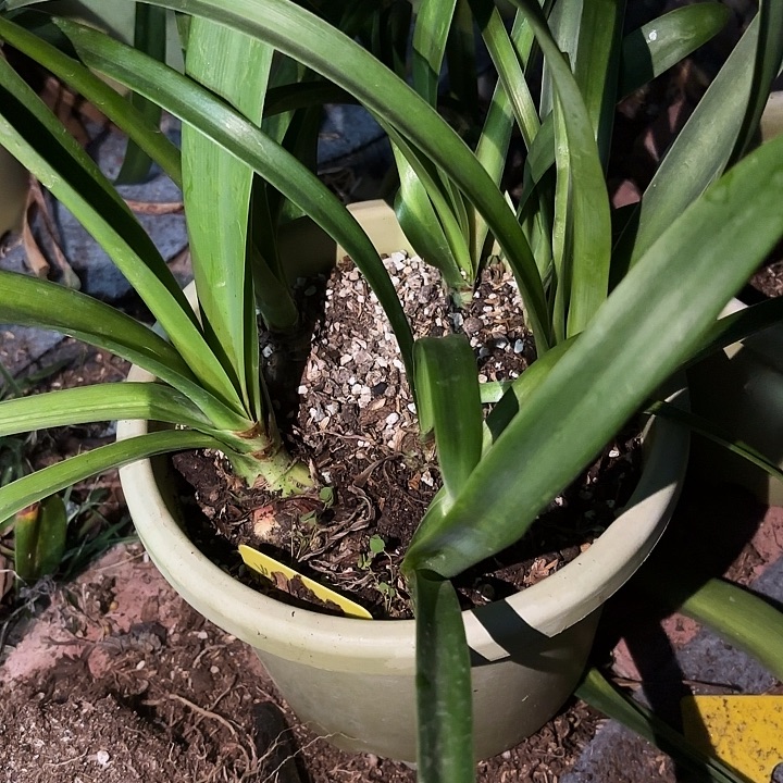 无花朵朱顶红灯塔7棵