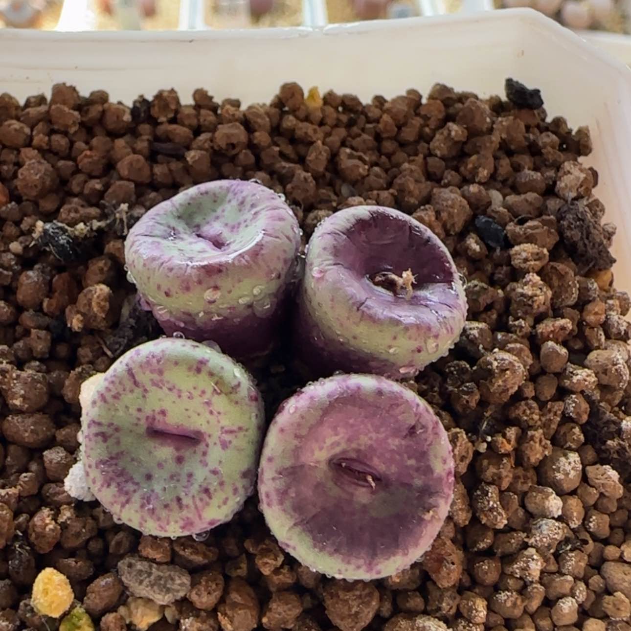 【闪购商品】0278     