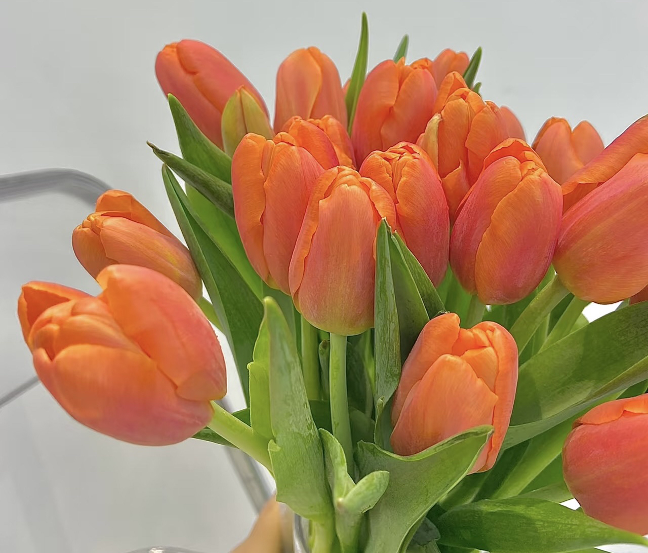 耀眼明媚橙色郁金香10支送礼专属昆明基地直发