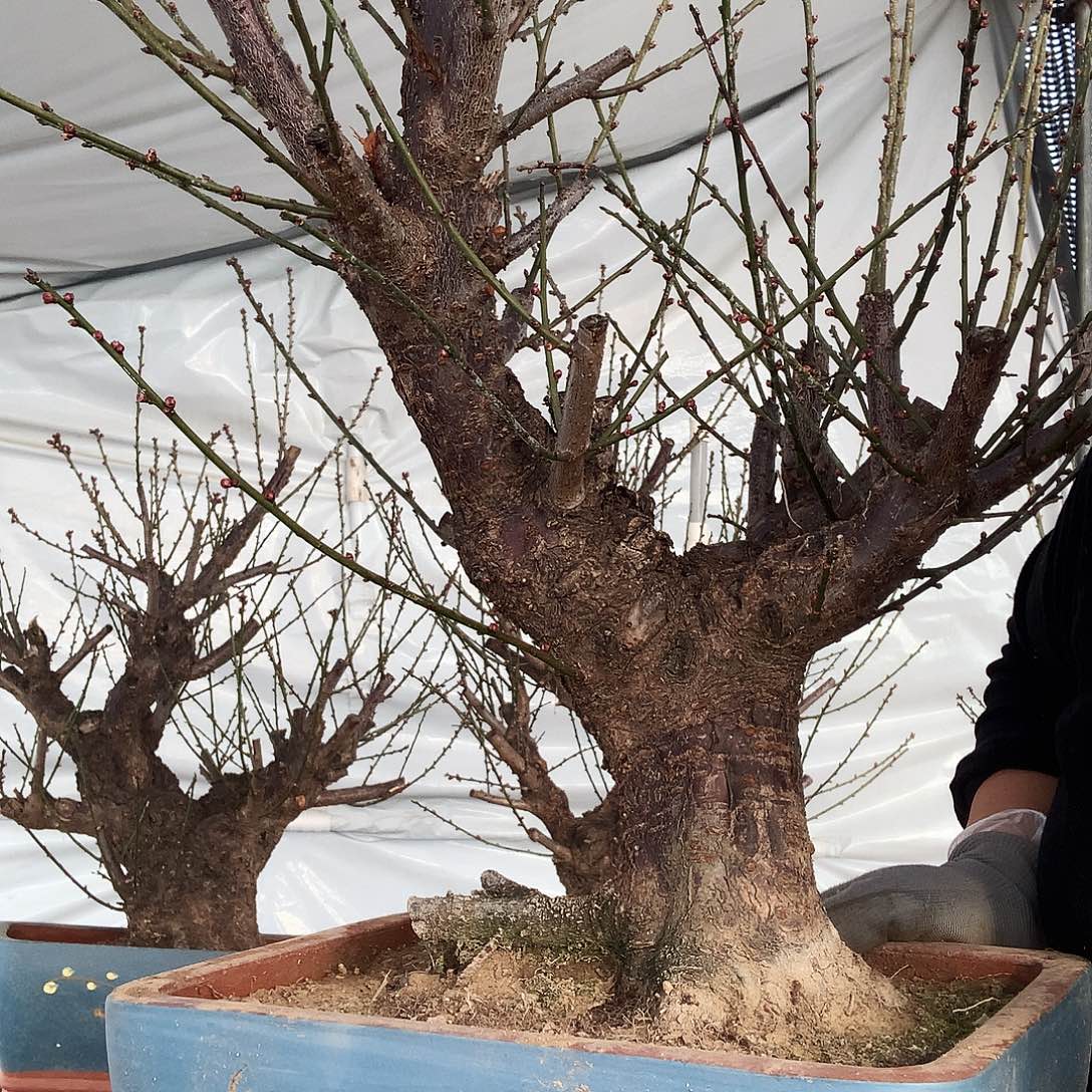 用***6完全开放梅花盆景