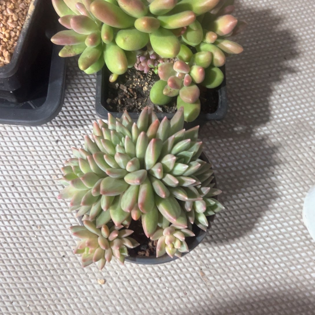 疯*多肉植物多肉植物
