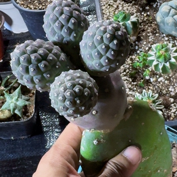 无花朵福利大型无刺紫皮442