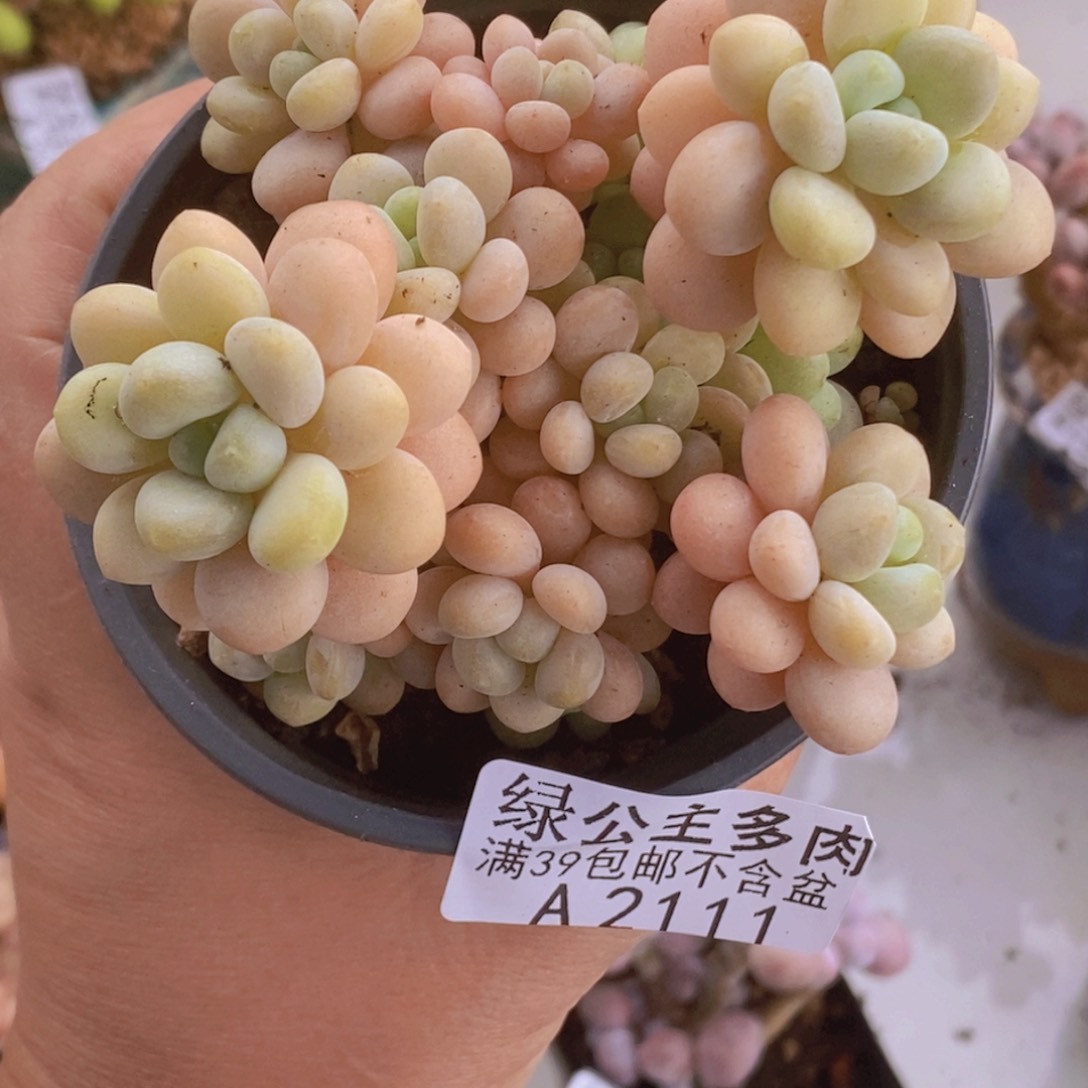 洛可可8cm2111多肉植物