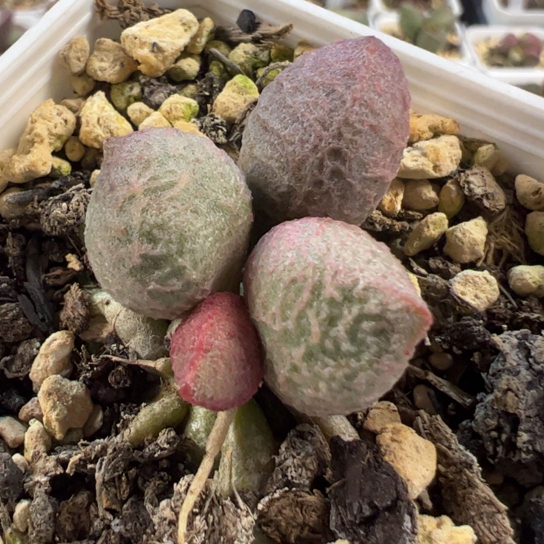 实生新品多肉植物水泡13号