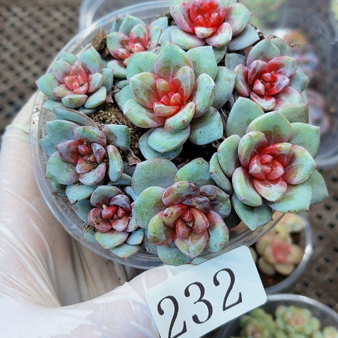 多肉植物多肉植物232