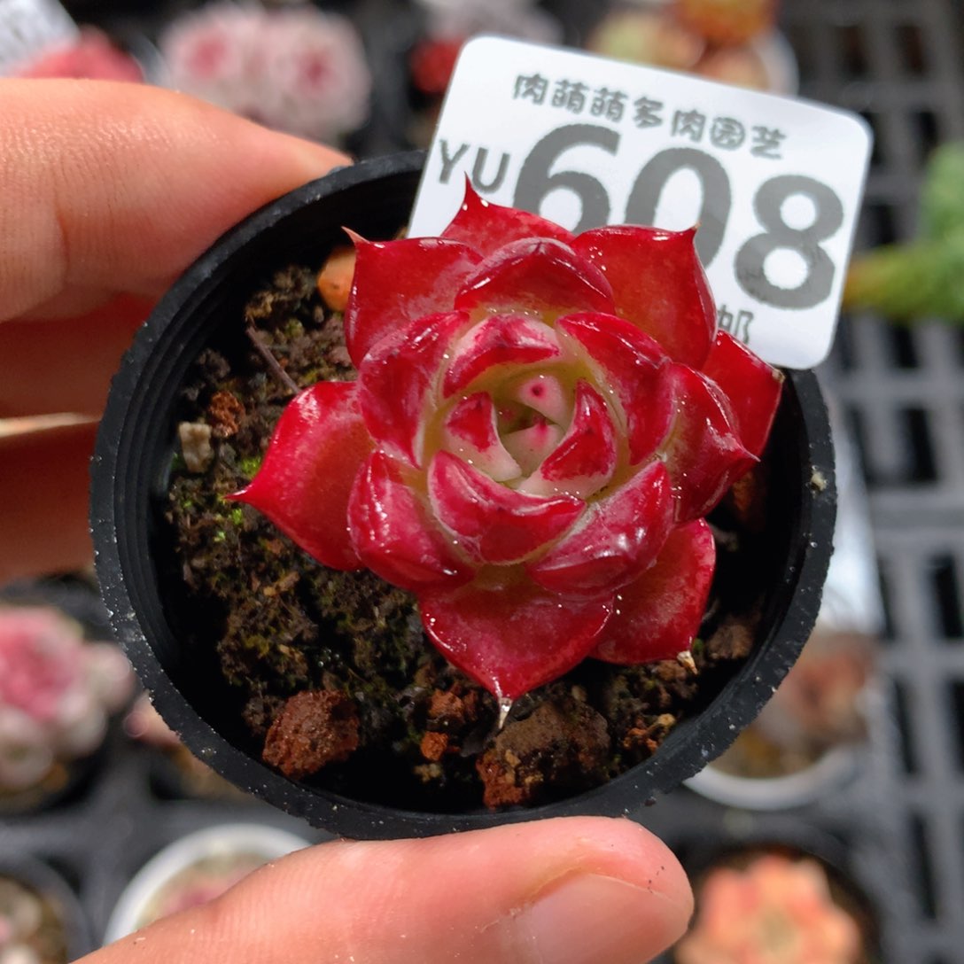 5CM拇指盆精控多肉YU608