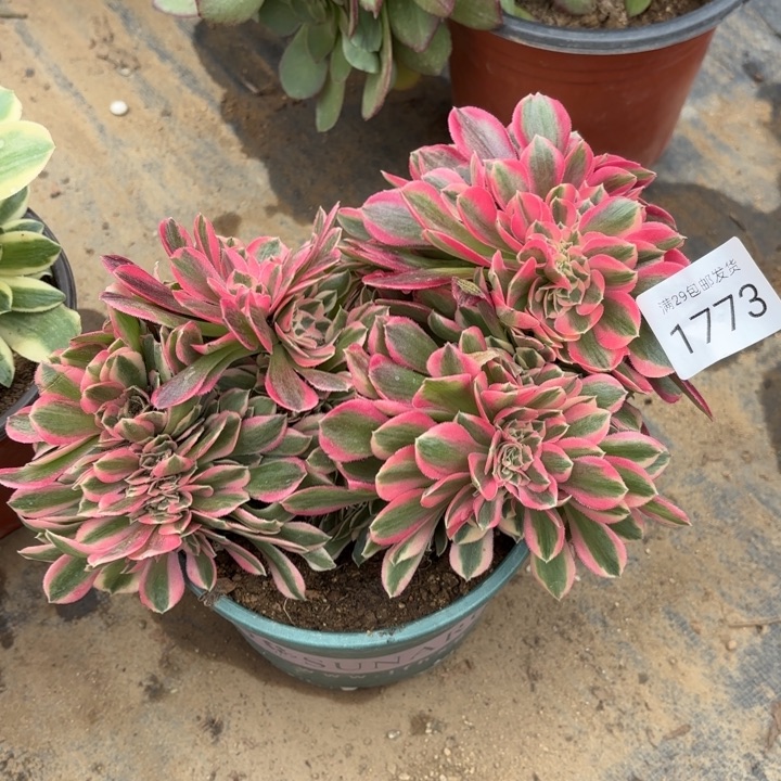 粉女巫坠多肉法师1773