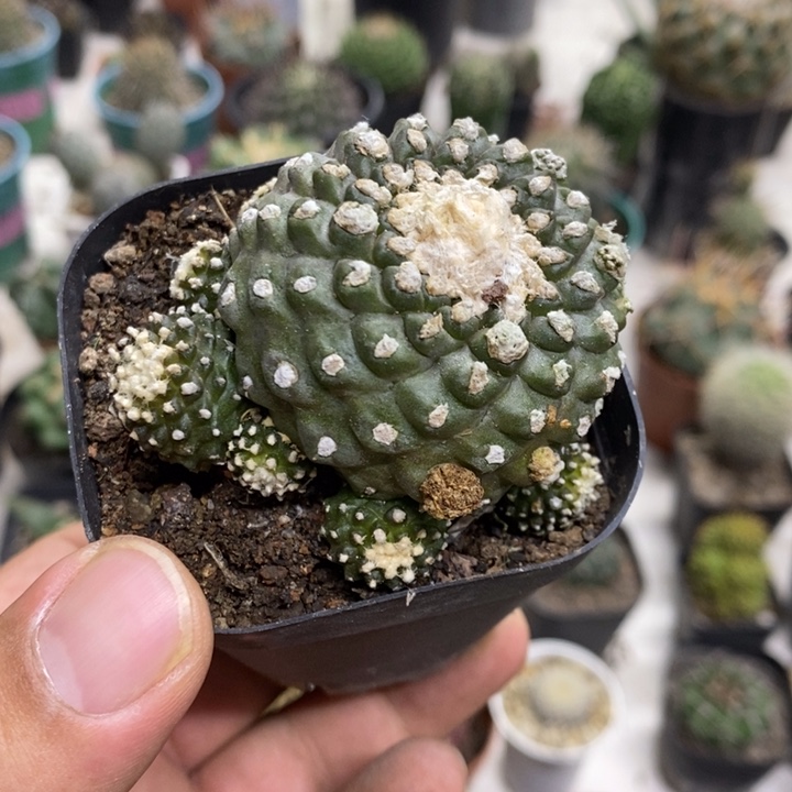 墨碟特价福利特价