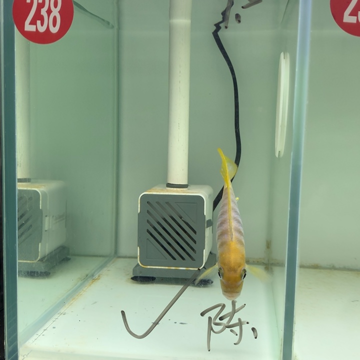 慈鲷鱼238号哈桥梅兰