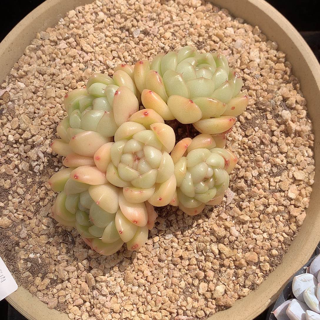 6078超级皮埃拉11厘米