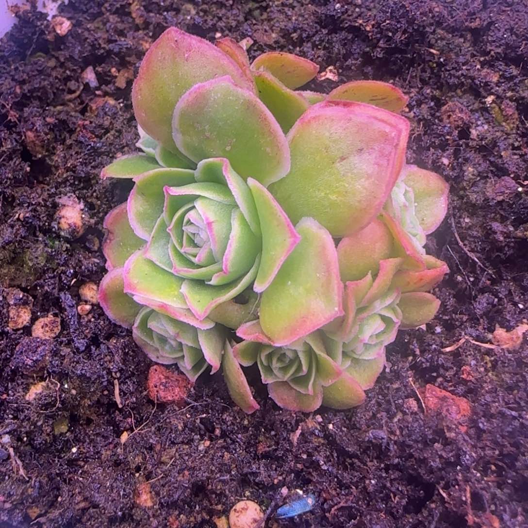 群生5厘米左右7头玫瑰1253534535