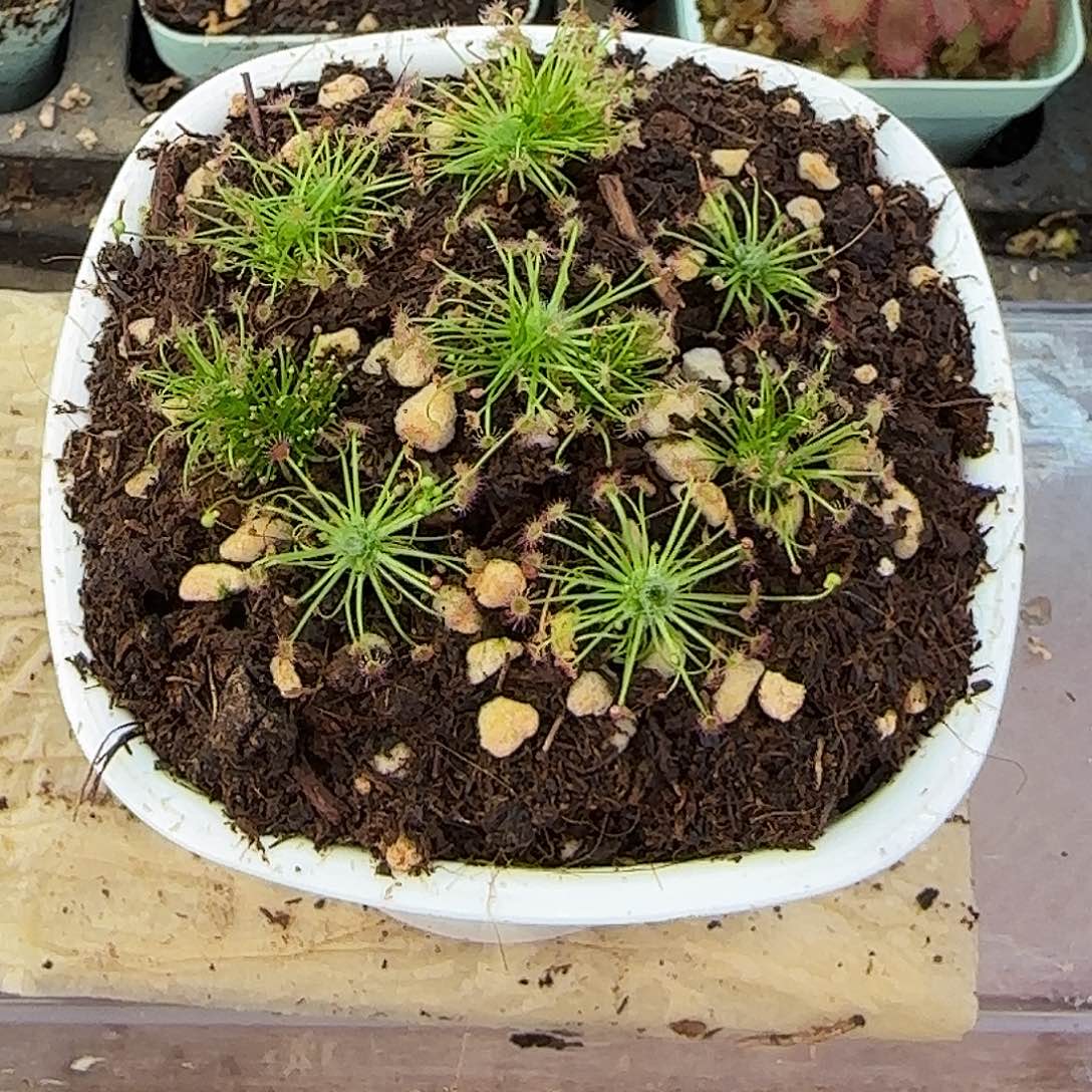 无花朵纤细茅膏菜