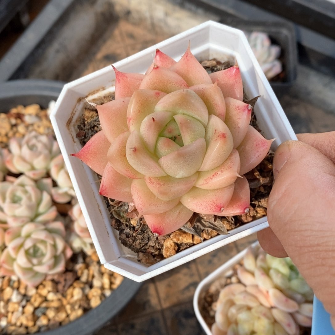 精品多肉一物一拍不包整214