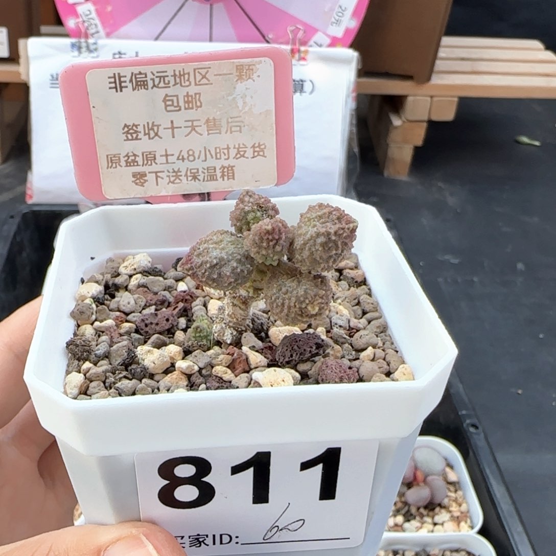 陈*淇811丸叶翠绿石多肉