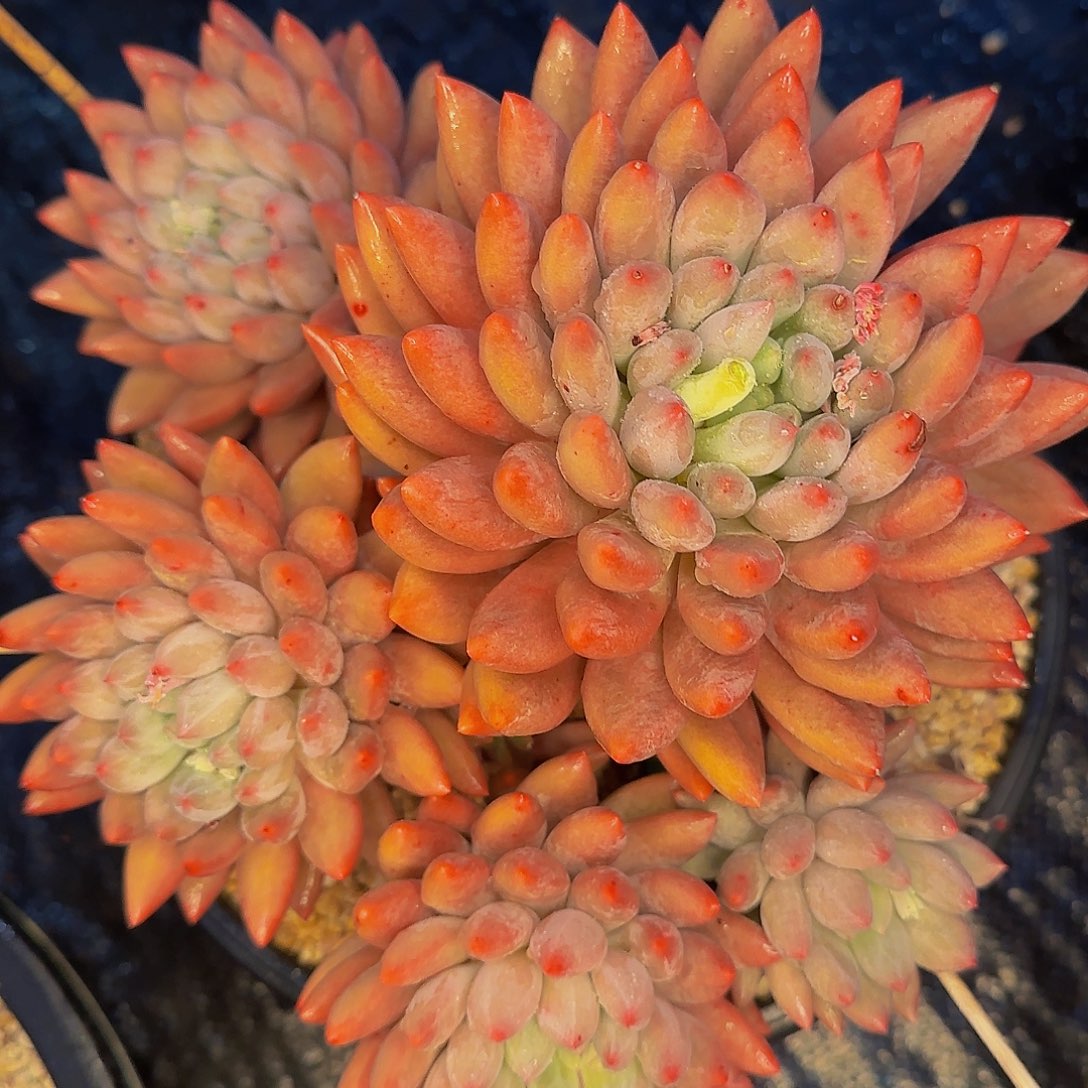 伤****赐哦哦哦哦哦哦哦哦哦哦哦哦