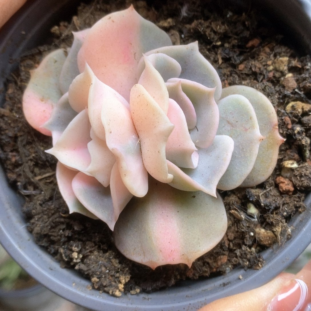 152双子座锦锦锦锦锦锦