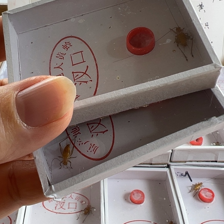 两只中长线野大黄好可爱