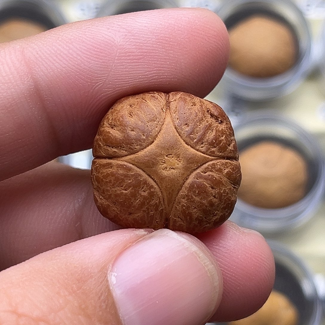 古***宁吊坠凤眼菩提4星打孔不退换