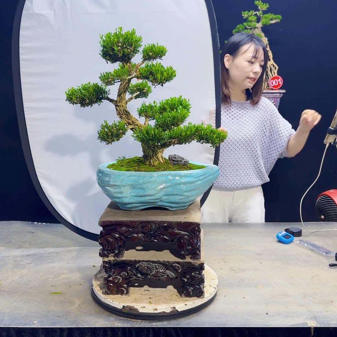 高端皱皮黄杨盆景