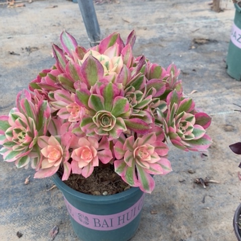 粉女巫12多肉植物法师