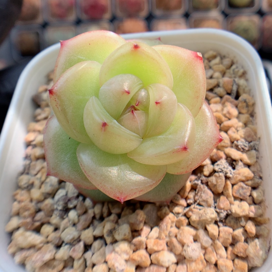 多肉植物。 珍妮40