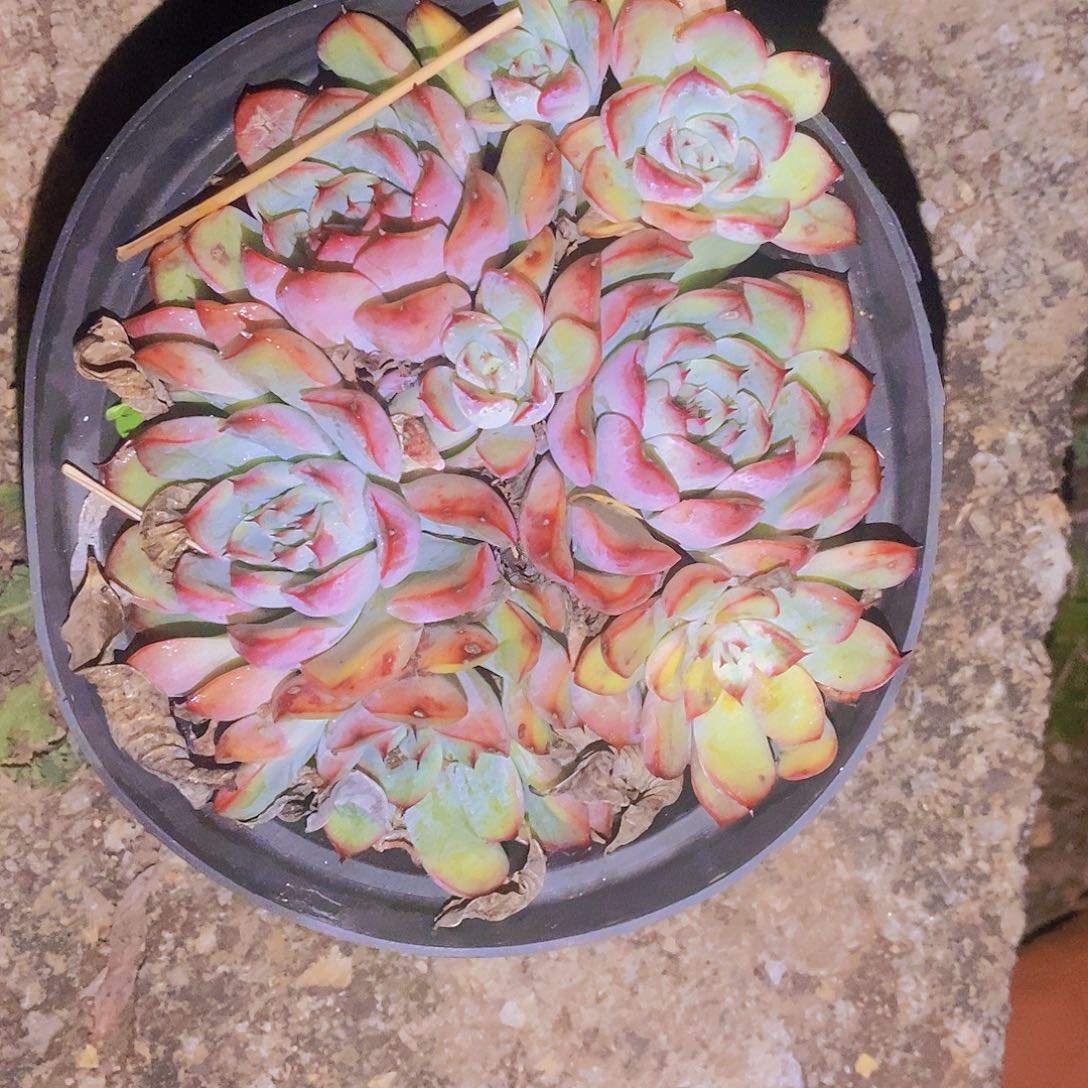 浅**然哈哈我也想要这个表情哈哈