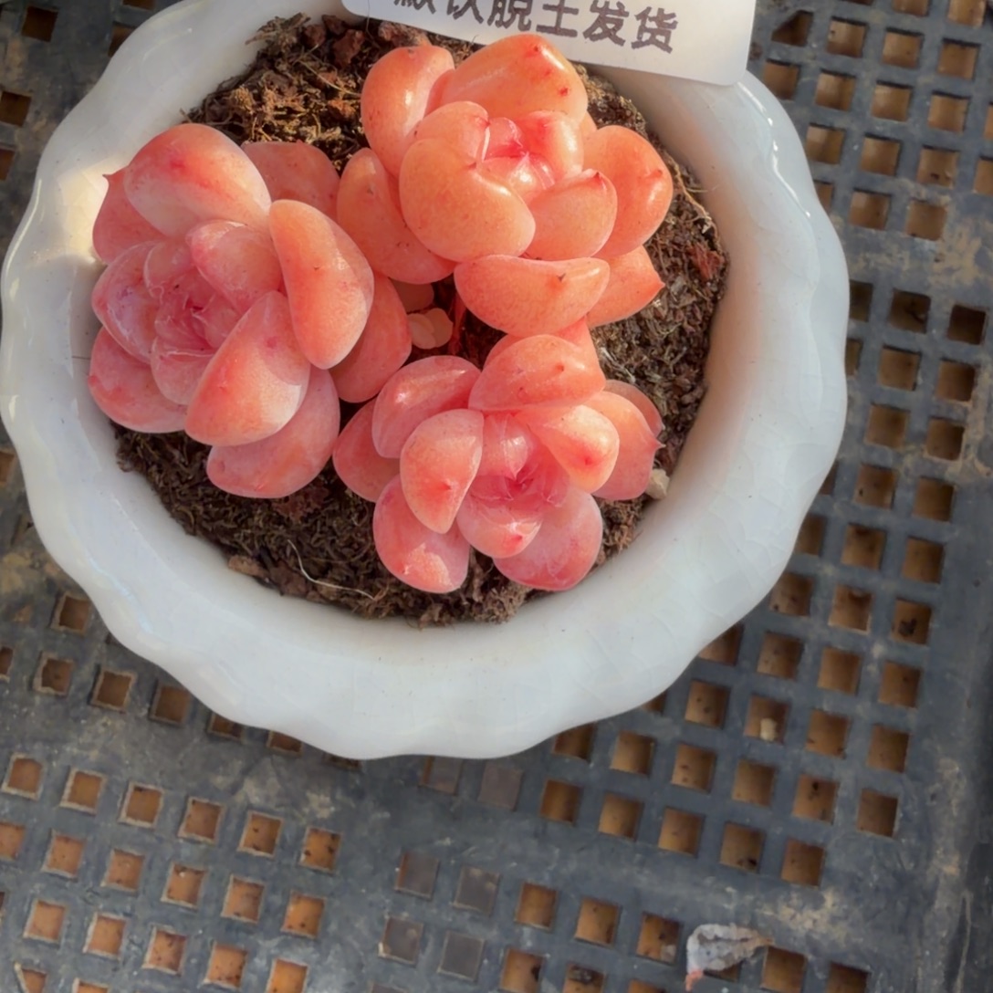 东篱下多肉哈哈啊45