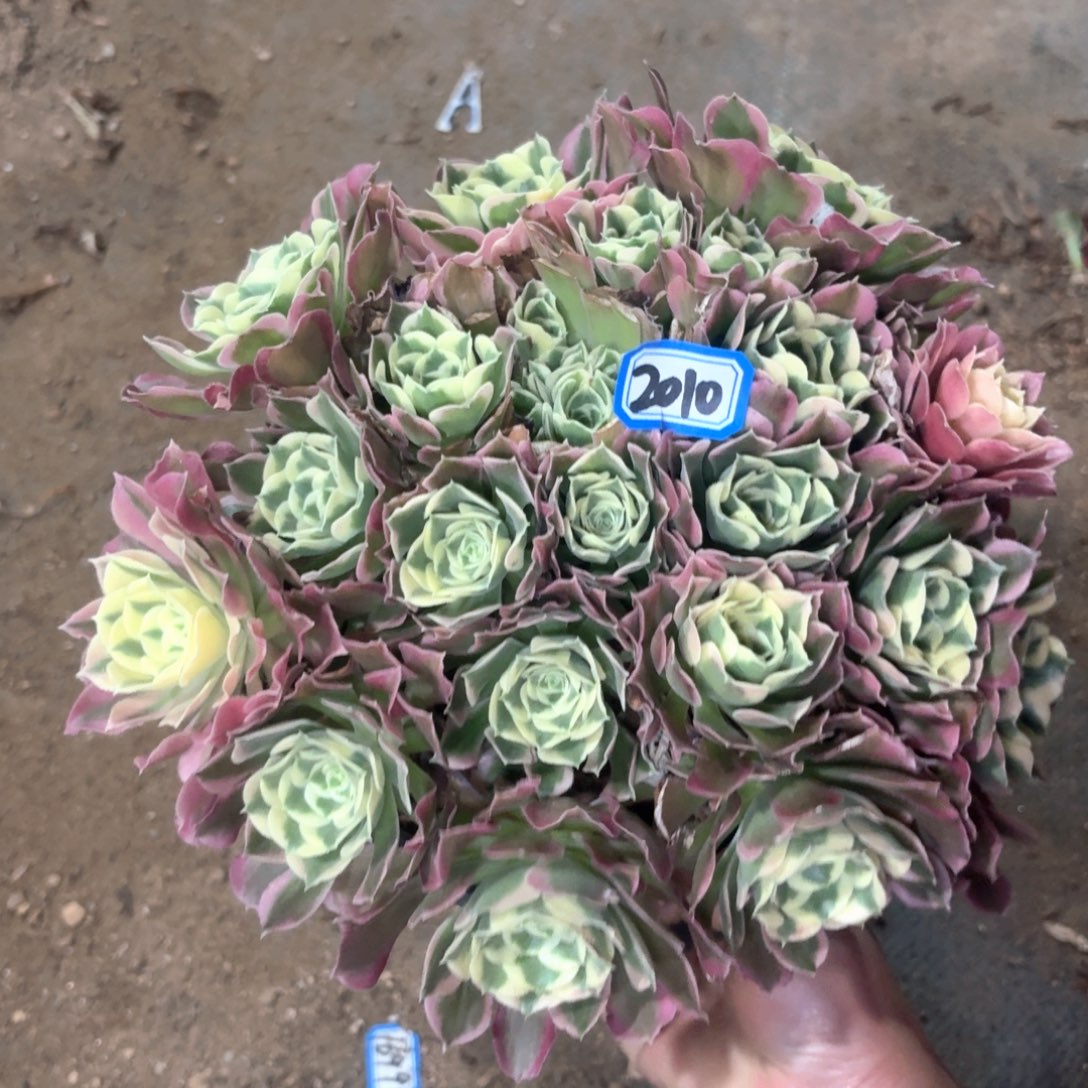 白凤法师丛林朵朵2010多肉