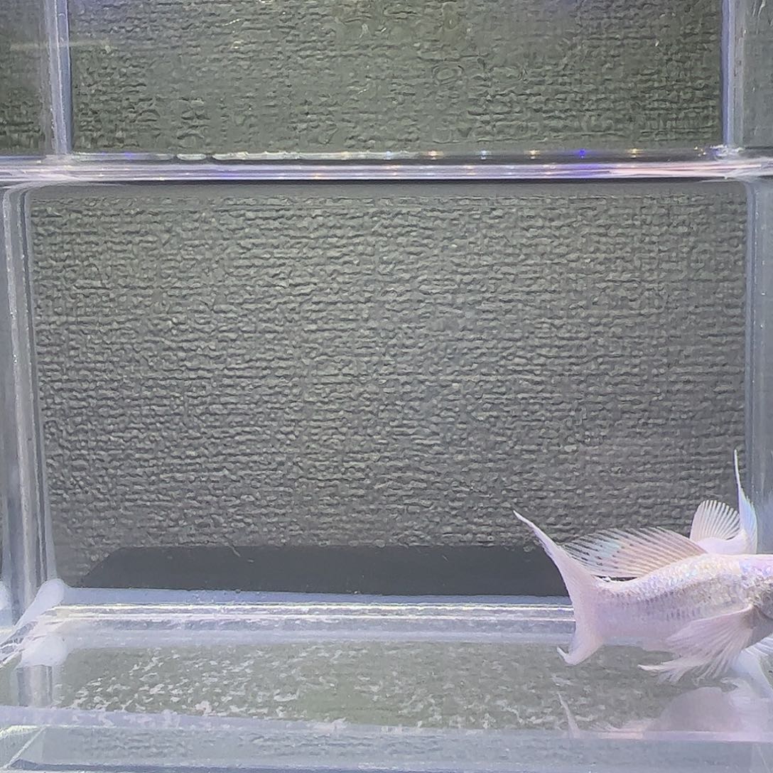 孔雀鱼瓷白粉钻眼