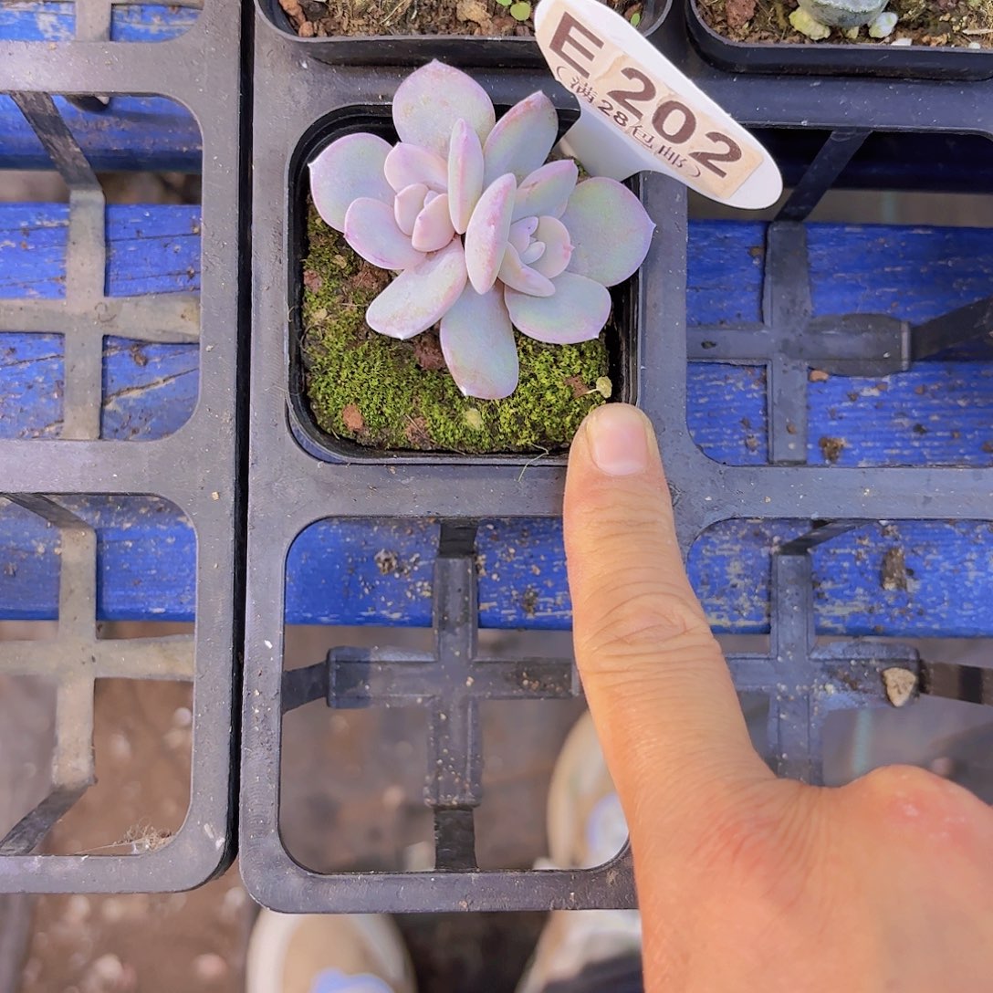 土****E202奶茶一物一拍