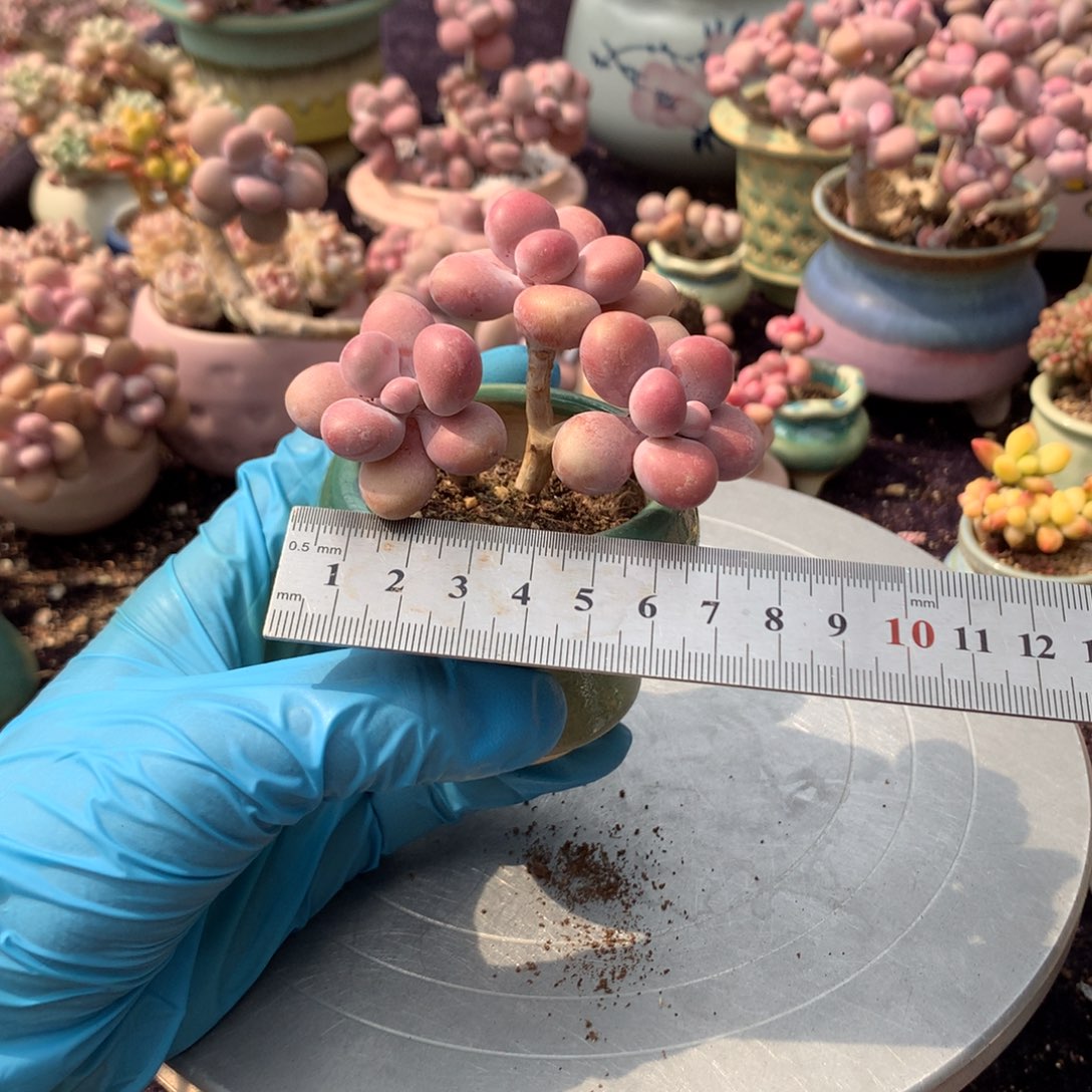 15号带盆偏远地区不包邮的