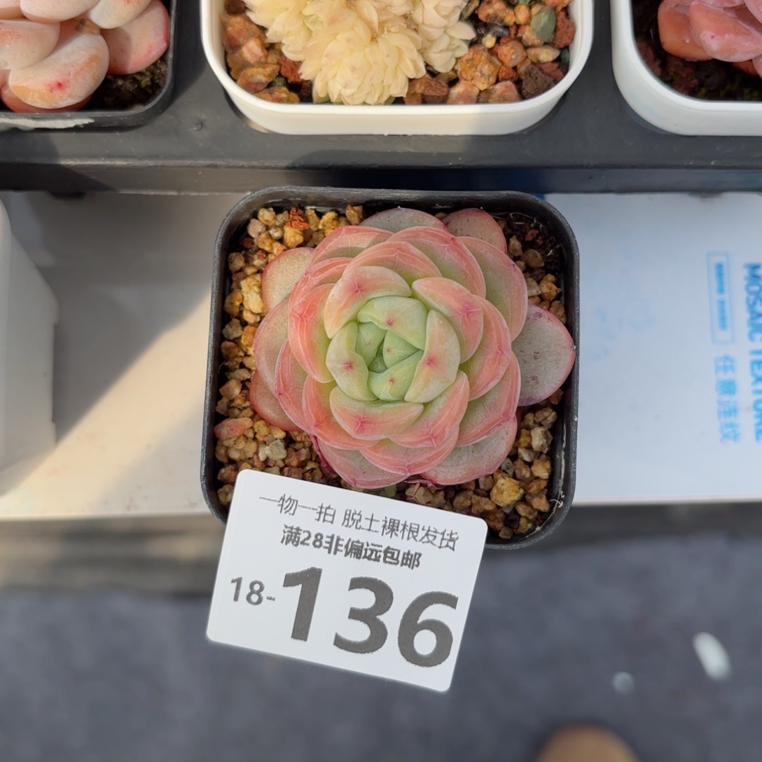 星星珍妮多肉多肉