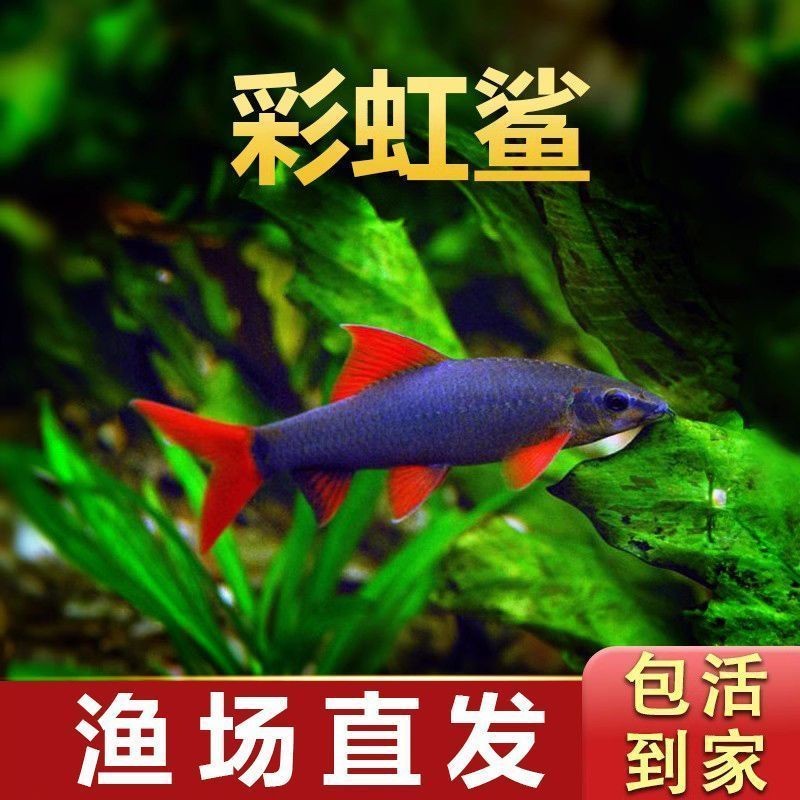 彩虹鲨清洁鱼热带淡水观赏鱼可混养吃残渣好养耐活