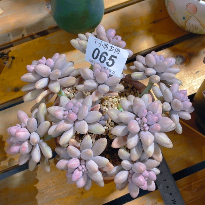 谢谢你的支持000000065