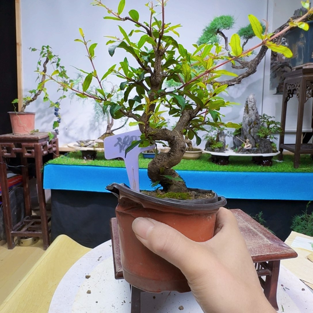 家***下无花朵小叶宫灯石榴带盆包邮