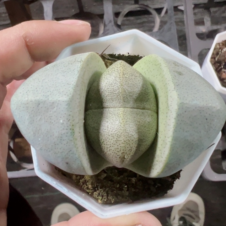 绿元宝精品多肉植物