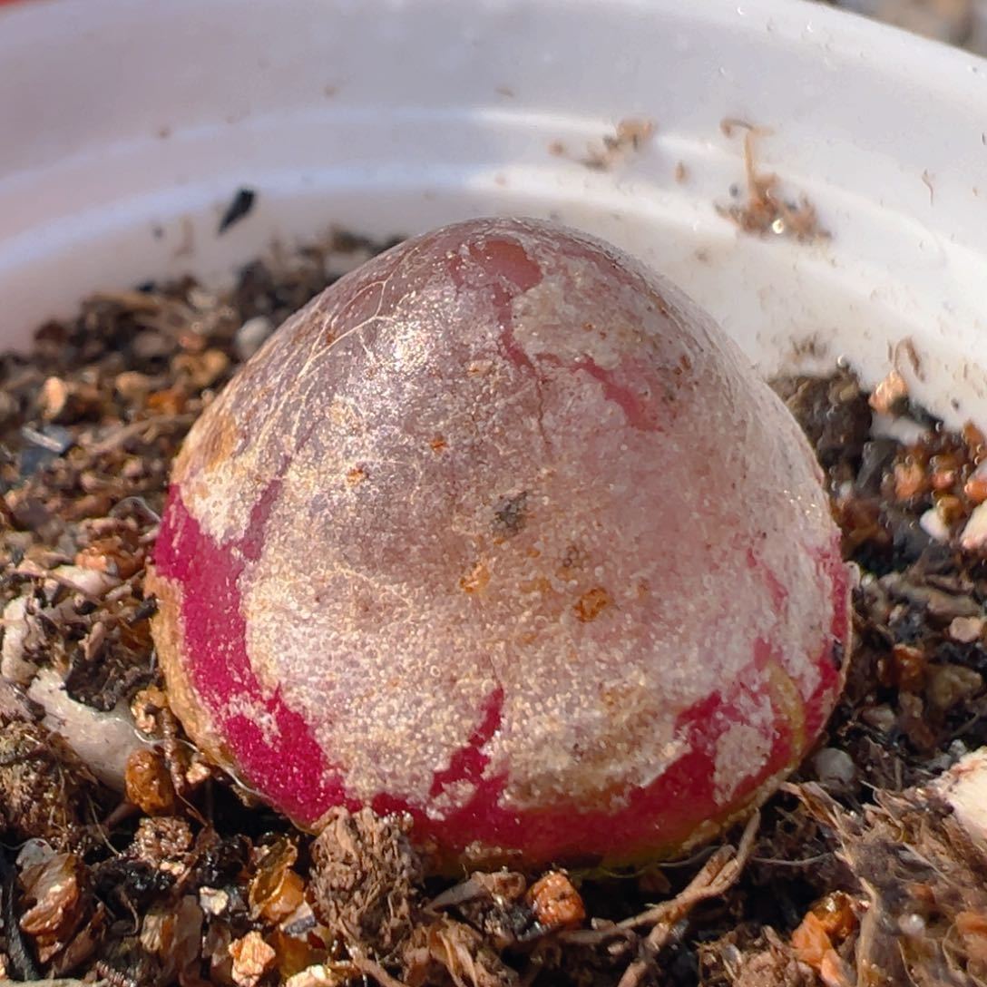 180多肉植物百科知识