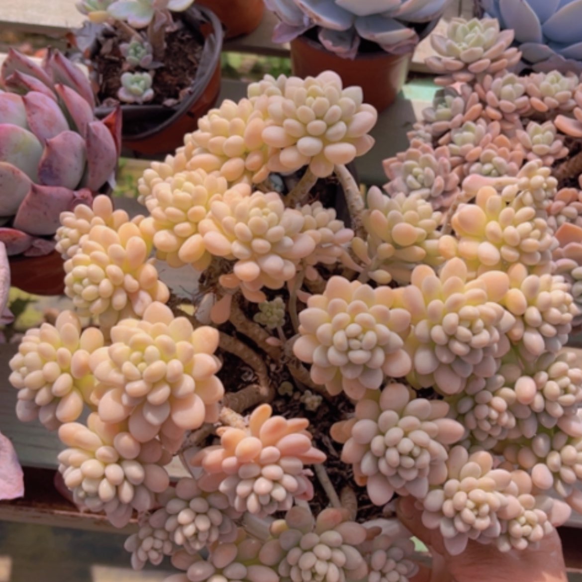 【闪购商品】洛可可09109