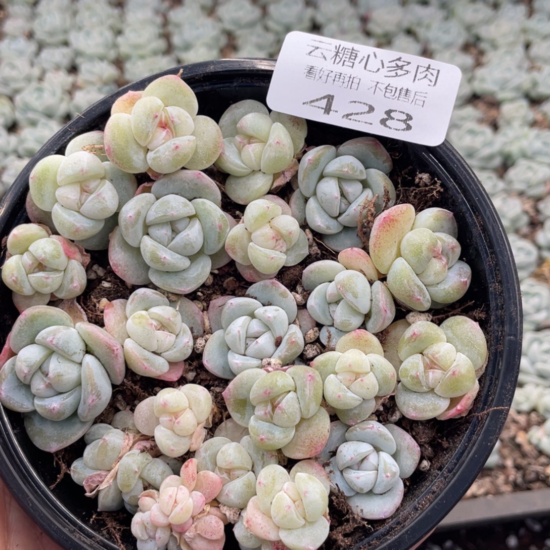 云糖心多肉植物428