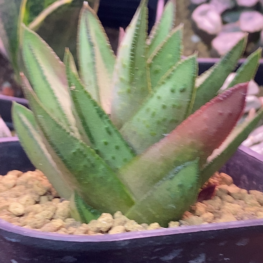 不带盆脱土裸根发货