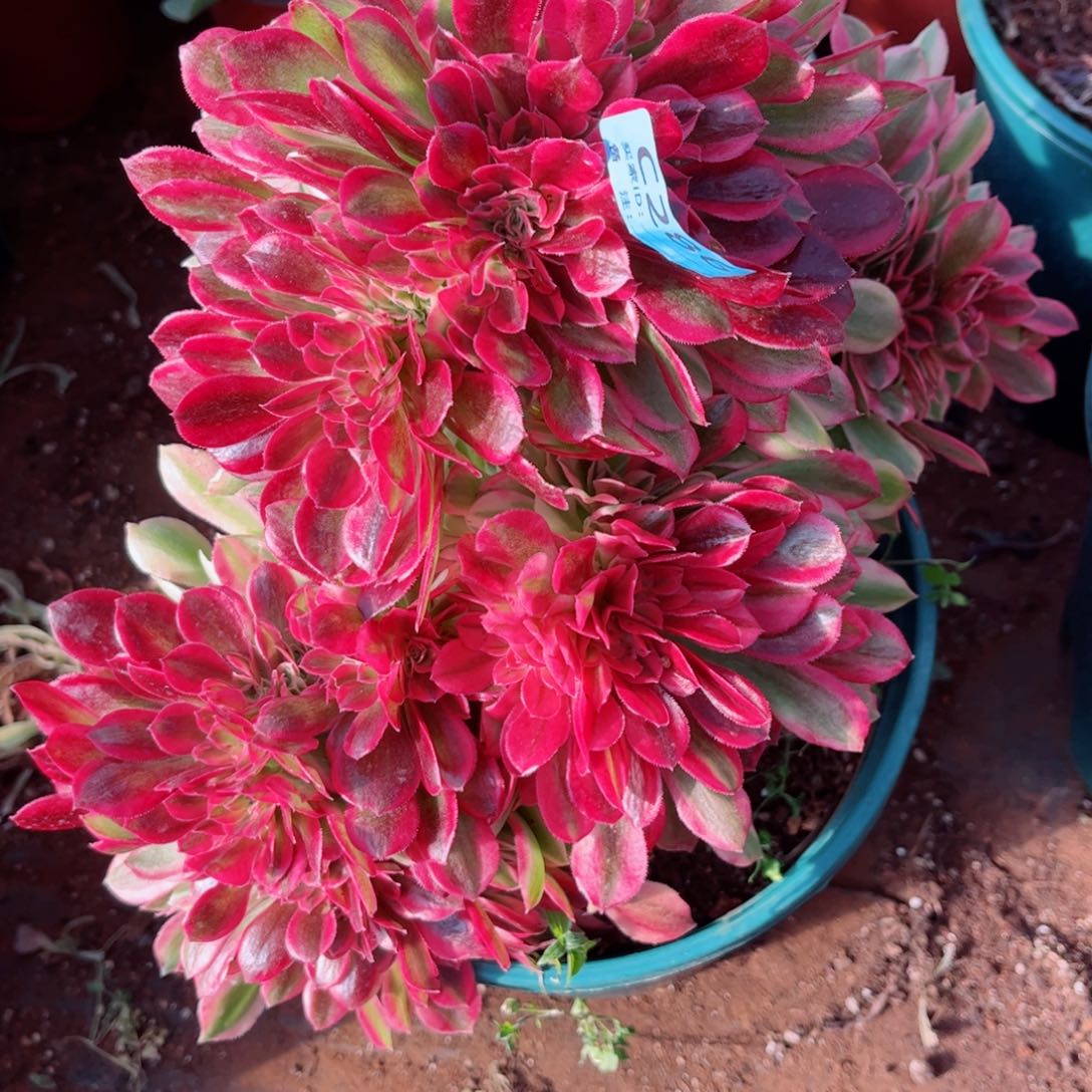 太**w多肉植物286香妃