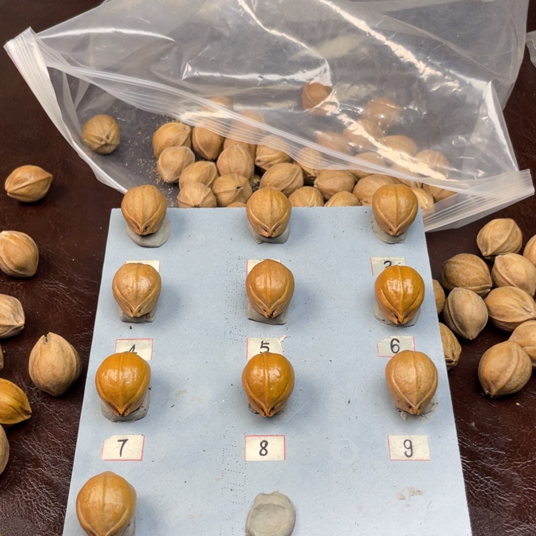 手串/手链橄榄核史**王19.26梅林铁核选三通