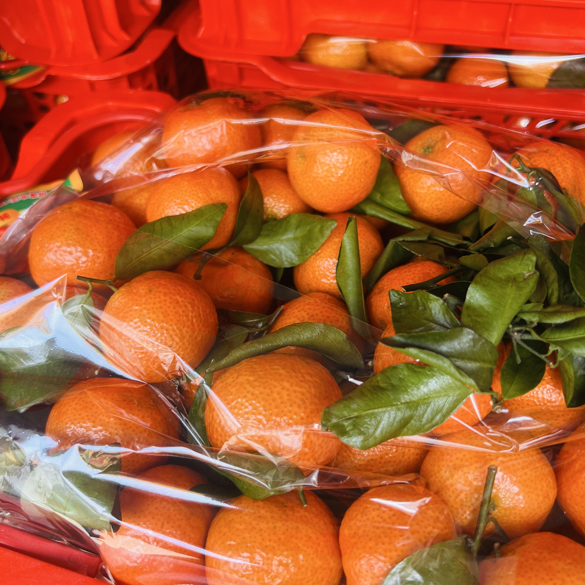 小筐砂糖橘/筐毛重6斤左右净重5斤左右广西壮族自治区